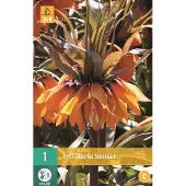 JUB - Fritillaria imp. Sunset