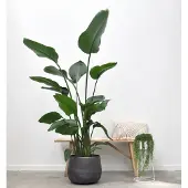 Green bubble Paradijsvogelplant - Strelitzia Nicolai hoogte 200cm potmaat 27cm