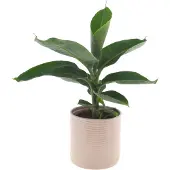 Intenza Bananenplant | 30cm | met gebroken witte keramieken pot