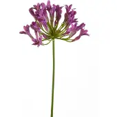 Emerald - Kunstbloem Agapanthus 75cm paars - Kunstplant voor binnen
