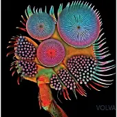 Coast2Coast Echolot - Volva (LP)