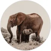 Label2X Muurcirkel baby olifant