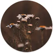 Label2X Muurcirkel madelief