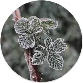 Label2X Muurcirkel frost plant