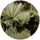 Label2X Muurcirkel flora