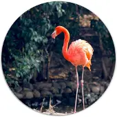 Label2X Muurcirkel flamingo