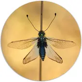 Label2X Muurcirkel insect