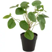 J-Line plant - Piilea Peperomioides in pot - kunststof - groen