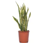 Intratuin Vrouwentong (Sansevieria Trifasciata 'Laurentii') D 14 H 50 Cm