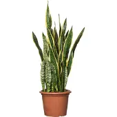 Intratuin Vrouwentong (Sansevieria Trifasciata 'Laurentii') D 30 H 100 Cm