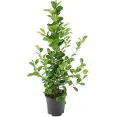 Intratuin Vijgenboom (Ficus Microcarpa 'Moclame') D 21 H 100 Cm