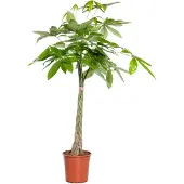 Intratuin Geldboom (Pachira Aquatica) D 21 H 100 Cm