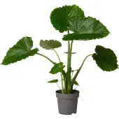 Intratuin Olifantsoor (Alocasia Gageana 'California') D 21 H 90 Cm