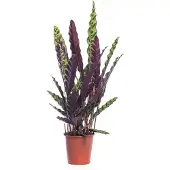 Intratuin Calathea (Calathea Lancifolia 'Insigne') D 19 H 75 Cm