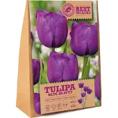 Florex Bloembollen Tulp (Tulipa 'Blue Beauty') 12 Stuks
