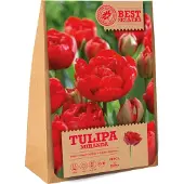 Florex Bloembollen Tulp (Tulipa 'Miranda') 12 Stuks