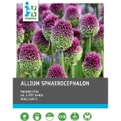 Intratuin Bloembollen Kogellook (Allium Sphaerocephalon) 100 Stuks