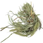 Jr Farm Parkiet Senegal Gierst 50 G