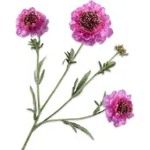 Silk-ka - Kunsttak - scabiosa - roze - H80 cm