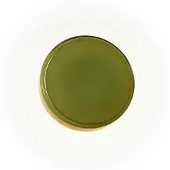 Marset Design wandlamp Caramel, dimbaar, groen, Woon-/ Eetkamer, Glas, Design, Wandlamp design