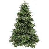 Triumph tree Abies Nordmann de Luxe Green 215