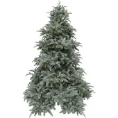Triumph tree Abies Nordmann Forest Blue de Luxe 260
