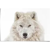 Reinders! Poster Witte wolf