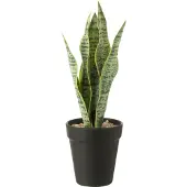 J-Line Dracaena trifasciata in pot kunstmatig groen small