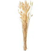 J-Line Bundel pluim hazenstaart gedroogd beige
