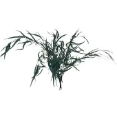 J-Line Bundel eucalyptus wild gedroogd groen