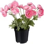 Intratuin Kunstplant Ranonkel Roze 11 X 11 X 26 Cm