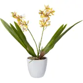 Intratuin Kunstplant Vlinderorchidee Geel 18 X 15 X 37 Cm