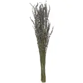 J-Line Bundel gedroogde lavendel paars