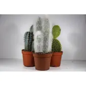 Ariane Succulux Cactussen Mix - 3 Cactussen Ø 8,5 cm Pot - Hoogte 20 cm - Kamerplanten Cadeauset