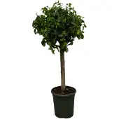 Famanu Ficus Nitida (Moclame) stam - 120 cm - Ø33cm