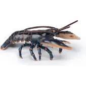 Papo Kreeft