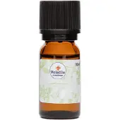 Volatile Patchouli