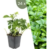 Frank GmbH | 24 Dikkemanskruid planten | Pachysandra terminalis 'Green Carpet' | Winterharde bodembedekker planten | tuinplanten | Winterharde vaste planten meerjarig | Winterharde tuinplanten