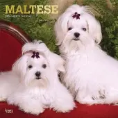 BrownTrout Maltese Kalender 2019