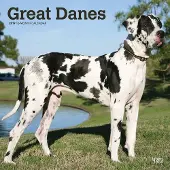 BrownTrout Great Danes International Edition 2019 Square Wall Calendar