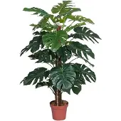 Buitengewoon Boet Kunst Monstera - 135 cm