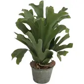 Buitengewoon Boet Kunst hertshoorn in pot - 43 cm