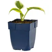 Griffioen - Hosta 'Permafrost'