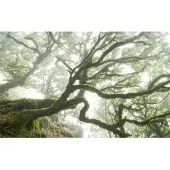 Overig Fotobehang Forgotten Forest - Groen - 2,50m X 400cm