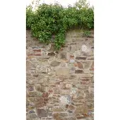 Living Walls The Wall II - Beige - Klimop - 392471