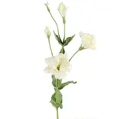 Countryfield Lisianthus Wit