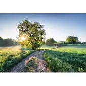 Komar Fotobehang Meadow Trail - Meerkleurig - 2,54m X 368cm