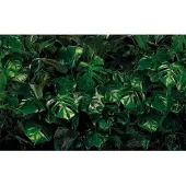 Overig Fotobehang Tropical Wall - Groen - 2,50m X 400cm