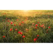 Overig Fotobehang Poppy World I - Groen - 2,80m X 450cm