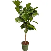 Markenlos Ficus Lyrata, stam - 160 cm - diameter 27 cm
